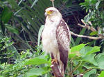 kannmuriwasi-1.jpg